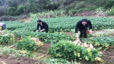 2020年疫情期間，廣東堅基集團解菜農滯銷之急